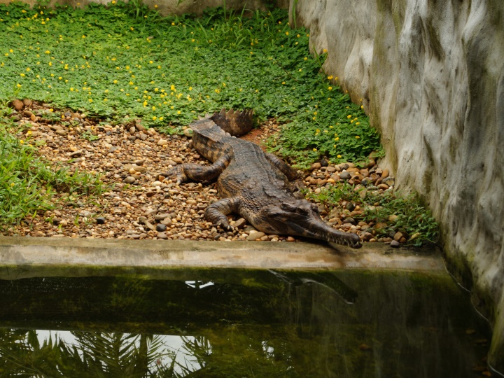 Jong's Crocodile Farm Day Trip